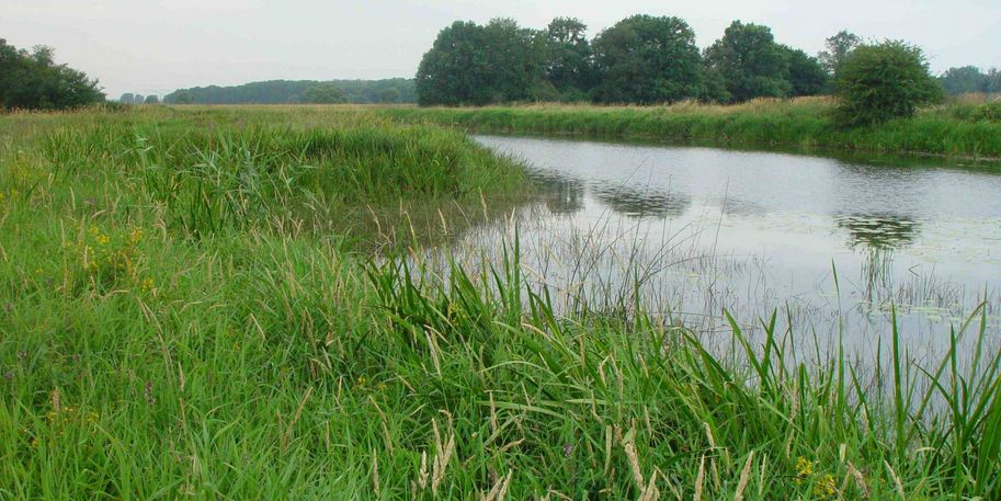 Schwarze Elster bei Jessen 
