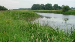 Schwarze Elster bei Jessen 