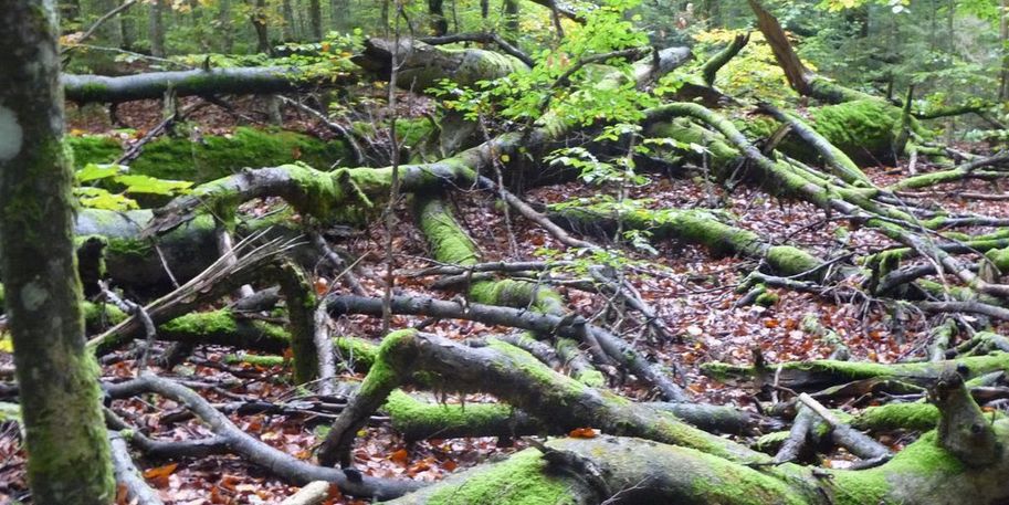 Ein verwildertes Waldgebiet.