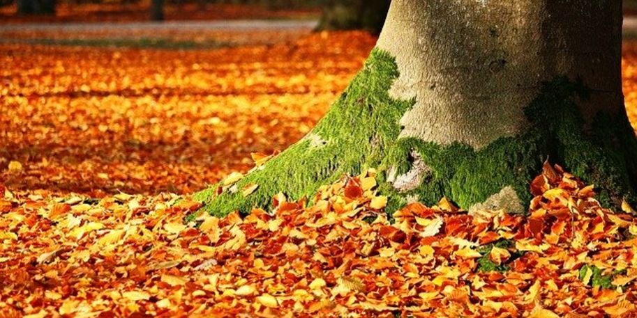 Ein Stamm einer Buche in einem herbstlichen Wald, umrundet von braunen Laub. 