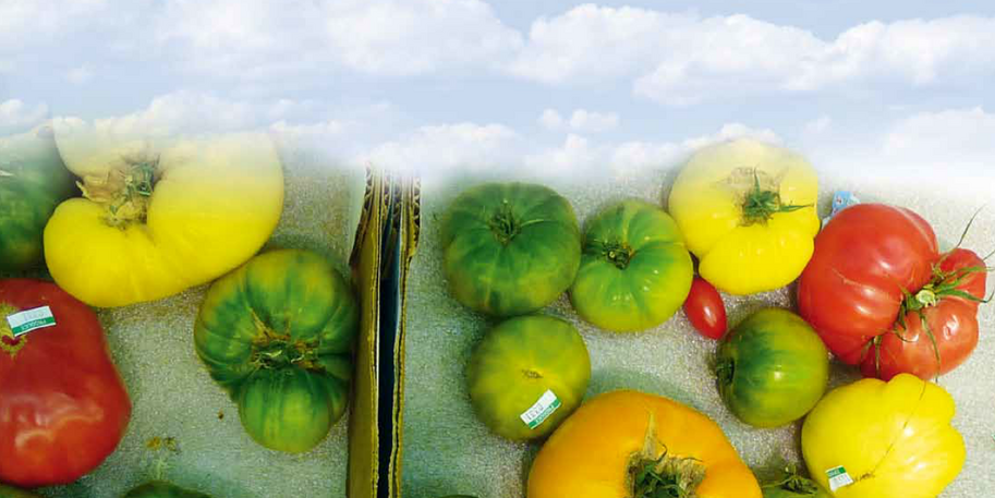 Collage von Paprika und Tomaten